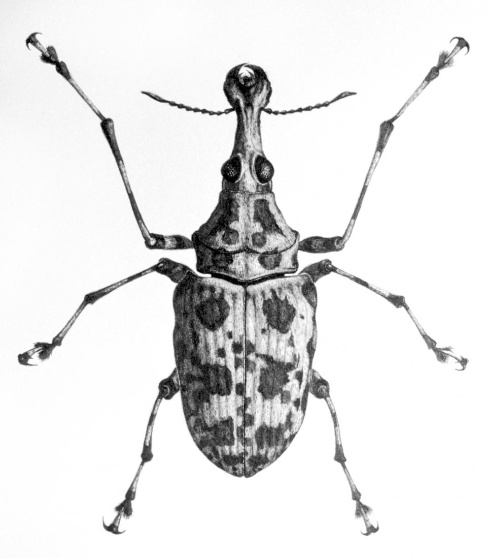 Weevil 1999 pencile on paper 24 x 23 cm NFS